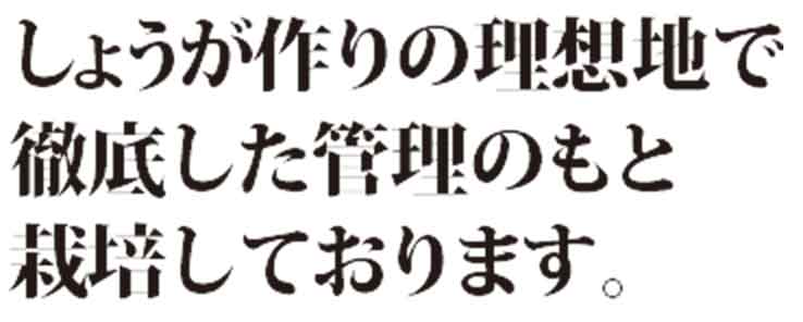 しょうが作りの理想の地で徹底した管理のもと栽培しております。