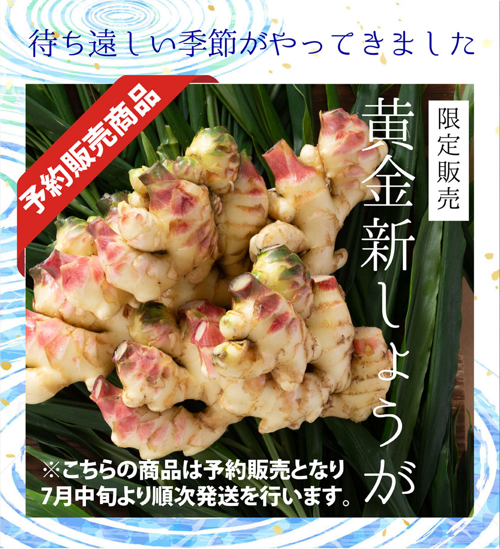 数量限定 黄金新しょうが