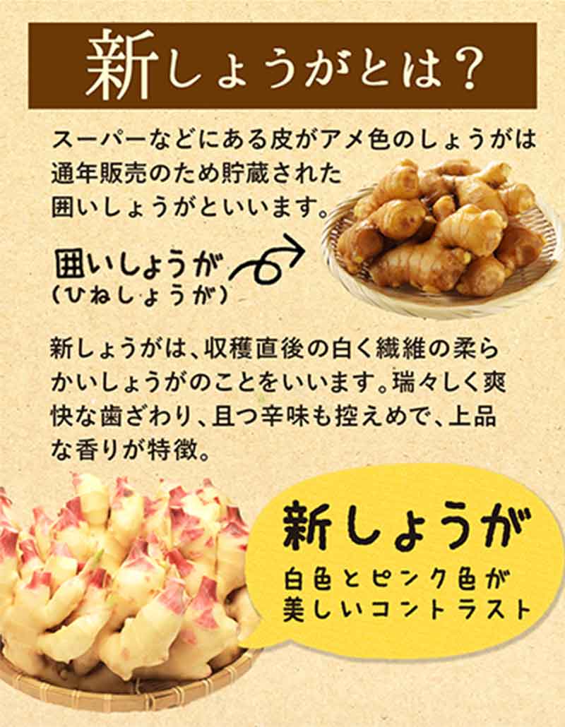 新しょうがとは?スーパーなどにある皮がアメ色のしょうがは通年販売のため貯蔵された囲いしょうがと言います。 囲い生姜⇒。新しょうがは、収穫直後の白く繊維の柔らかいしょうがのことをいい、瑞々しく爽快な歯ざわり、且つ辛味も控えめで、上品な香りが特徴です。新しょうが⇒ 。