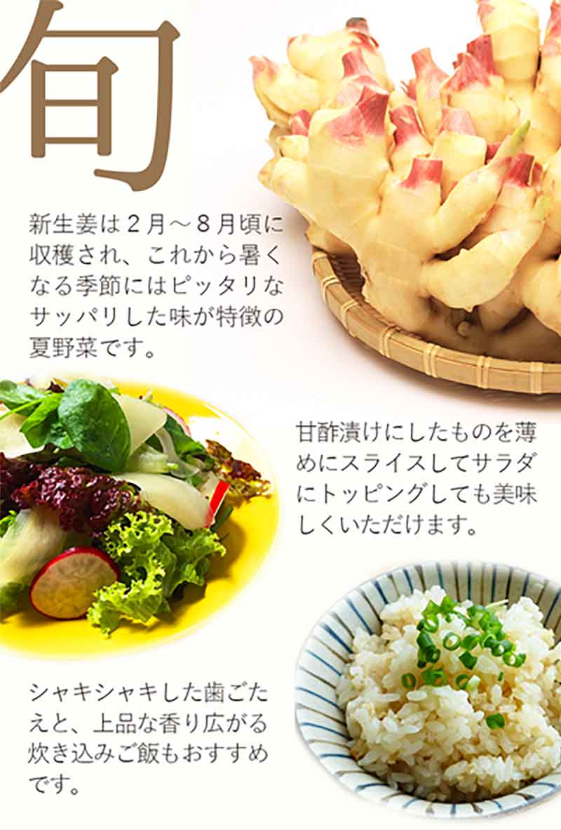旬。新しょうがは2月~8月頃に収穫され、これから暑くなる季節にはピッタリなサッパリした味が特徴の夏野菜です。甘酢漬けにしたものを薄めにスライスしてサラダにトッピングしても美味しくいただけます。シャキシャキした歯ごたえと、上品な香り広がる炊き込みご飯もおすすめです。