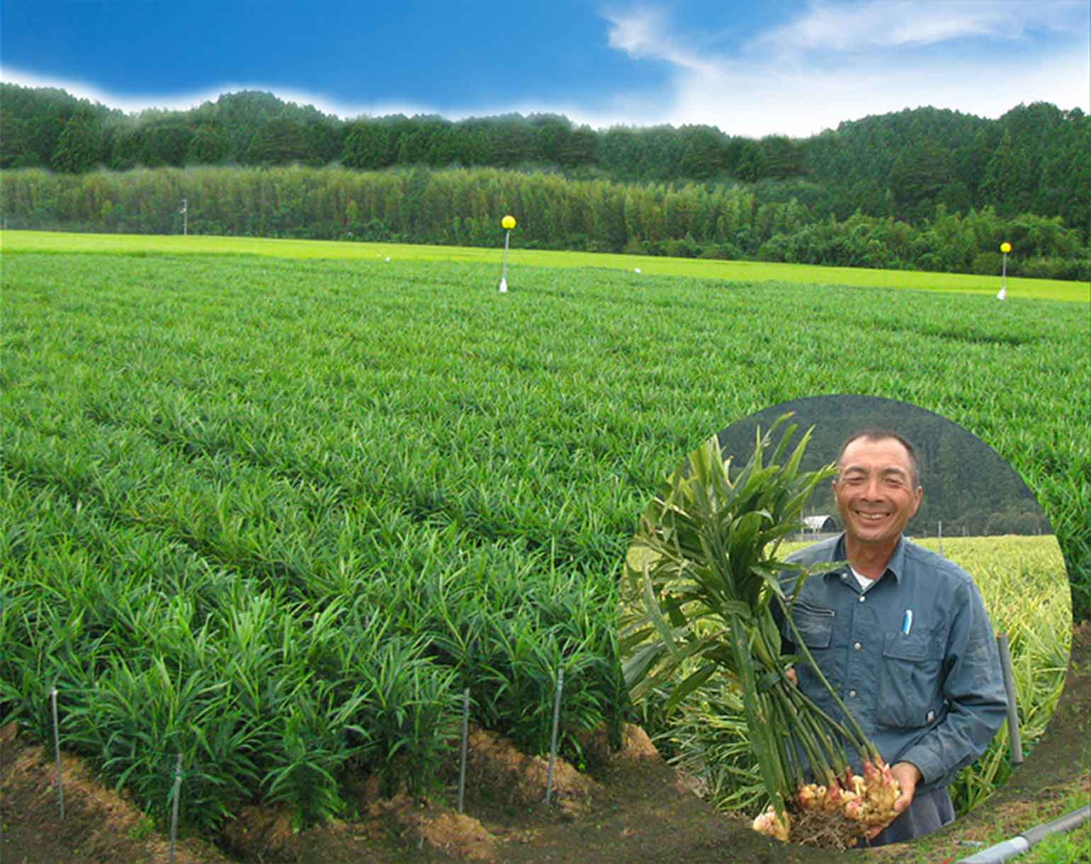 管理圃場