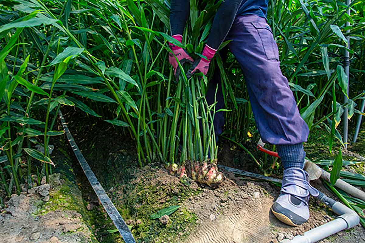 健全な土壌を追求するため、環境保全・生態系維持などの取り組み