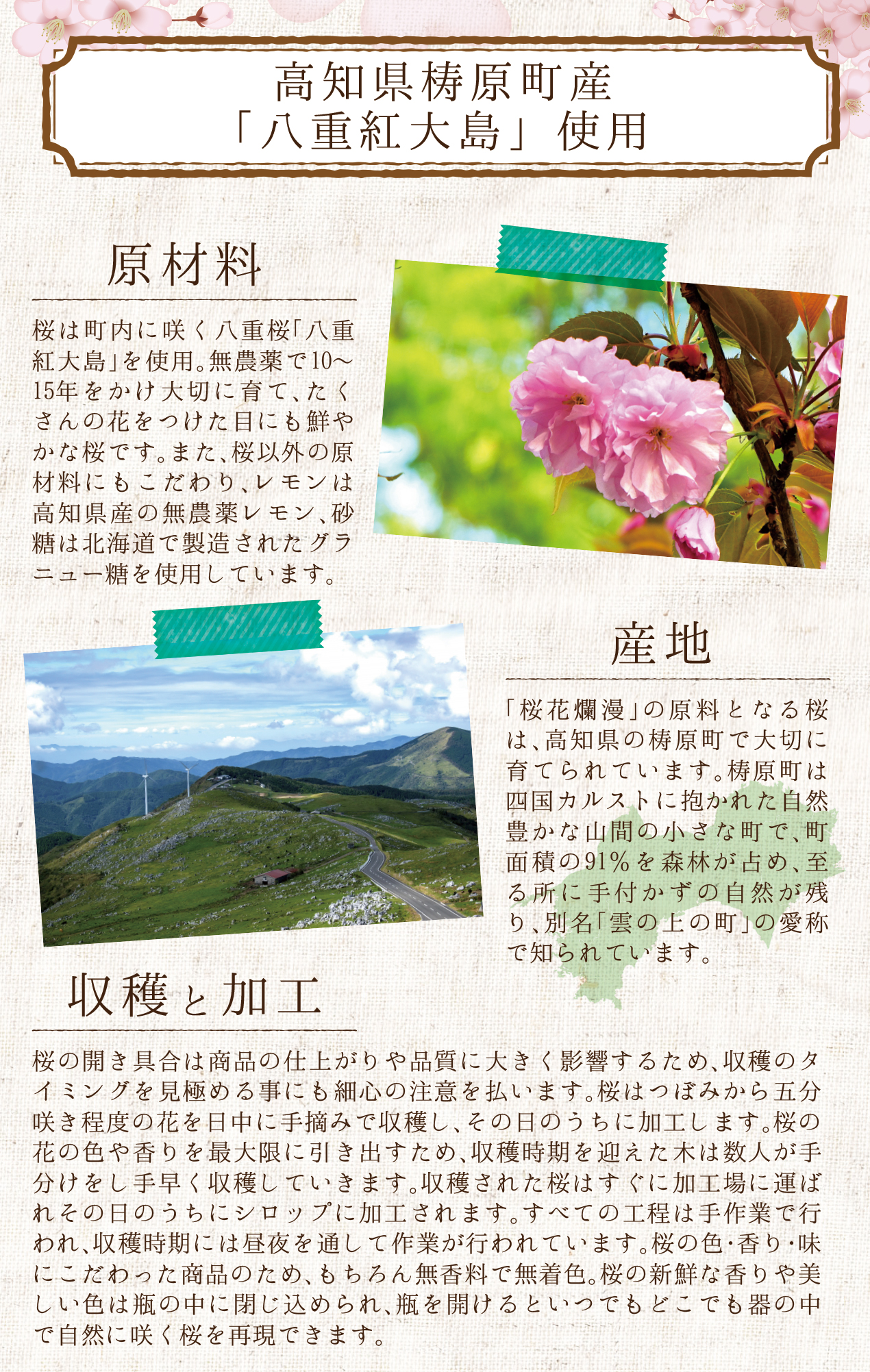 桜のシロップ 桜花爛漫