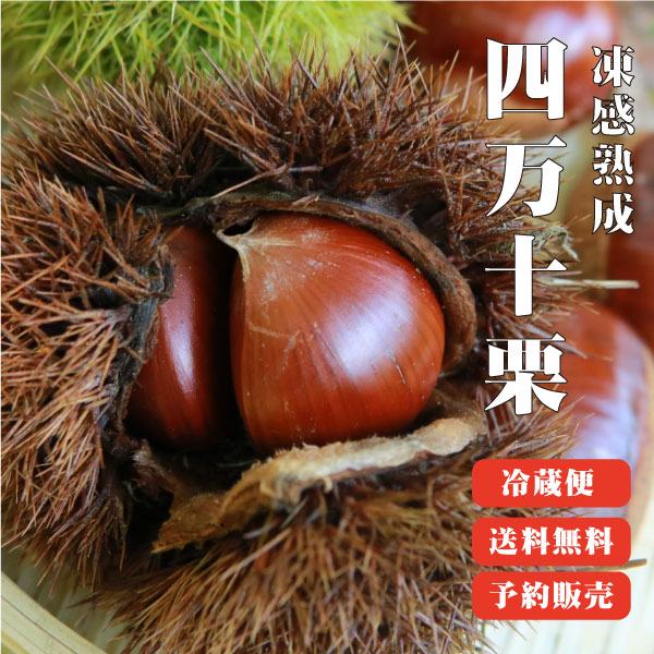 【送料無料】氷温熟成 四万十栗 2Lサイズ 1.5kg 大容量入り
