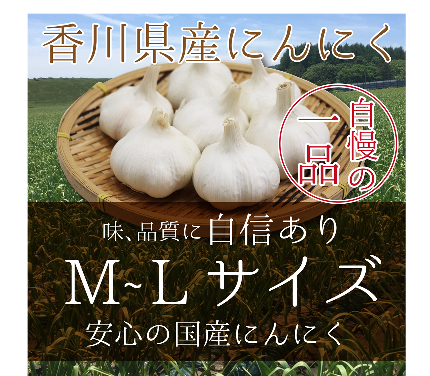 【送料無料】香川県産　にんにく　1kg　|香川 国産 効果 効能