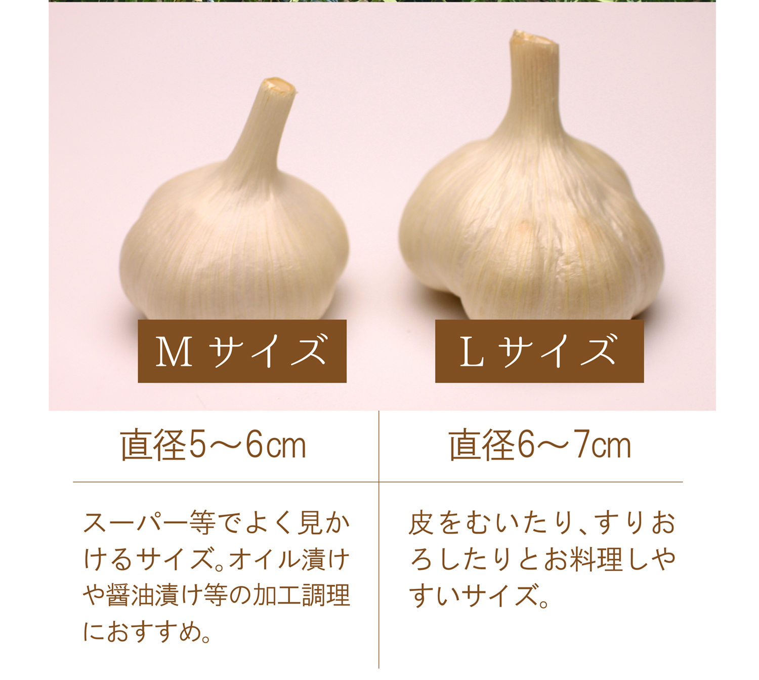 【送料無料】香川県産　にんにく　1kg　|香川 国産 効果 効能