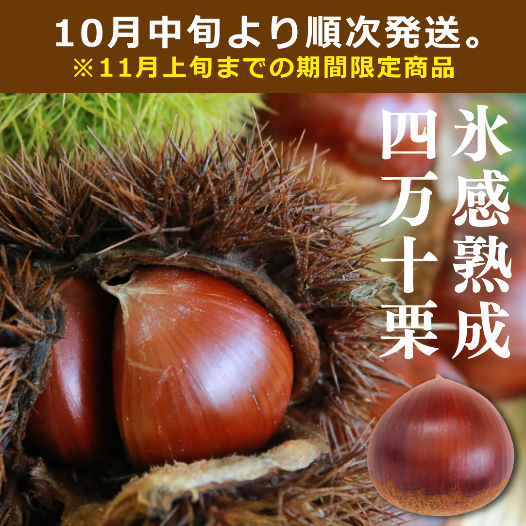 送料無料】氷感熟成 四万十栗 2Lサイズ 1.5kg 大容量