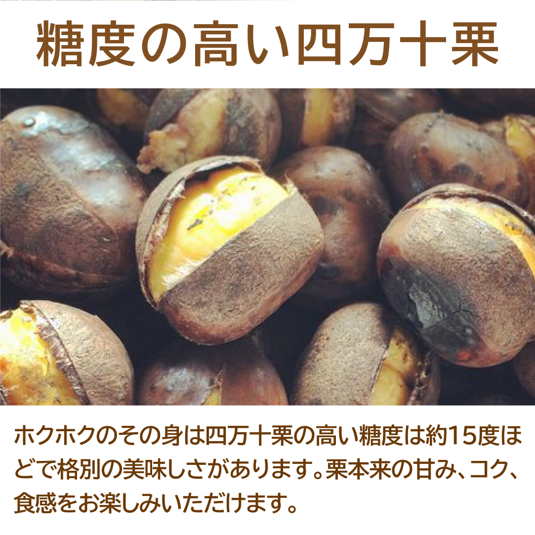 送料無料】氷感熟成 四万十栗 2Lサイズ 1.5kg 大容量