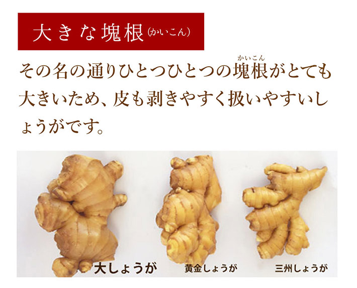 大きな塊根