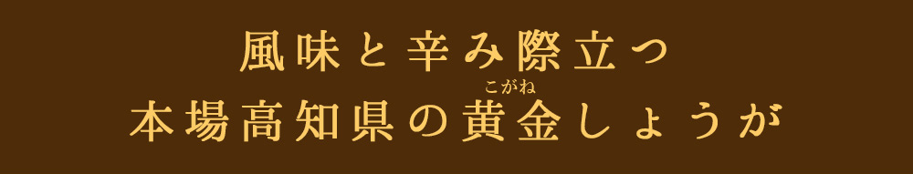 高知県黄金しょうが