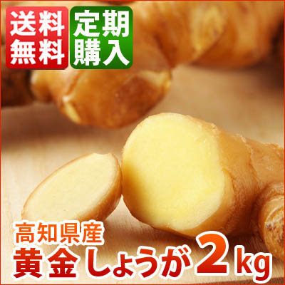 高知産黄金生姜2ｋｇ　定期購入