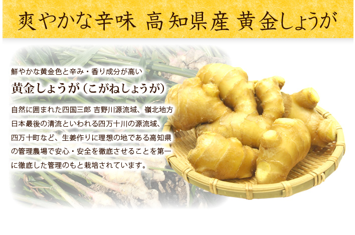 爽やかな辛味 高知県産 黄金しょうが